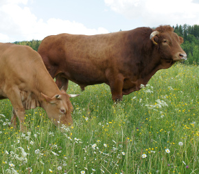 Limpurger Bulle und Kuh auf Blumenwiese