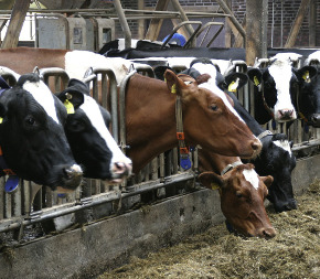 Milchkühe im Stall